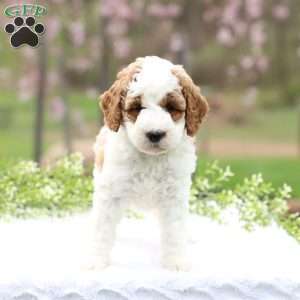 Chloe, Mini Goldendoodle Puppy